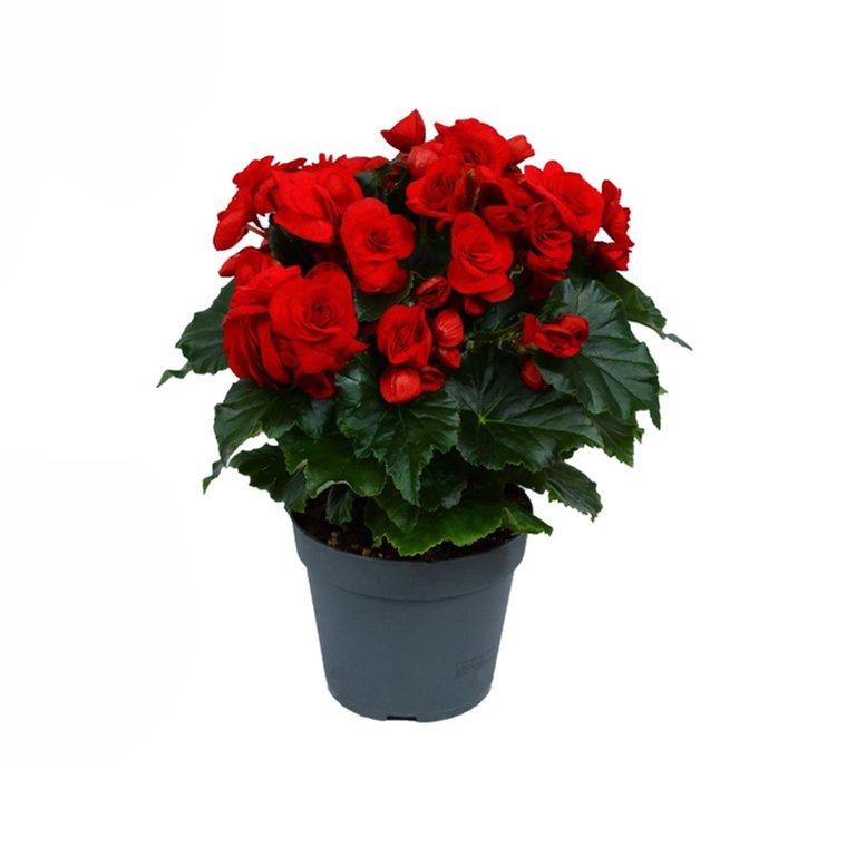 Begonia Baladin Red