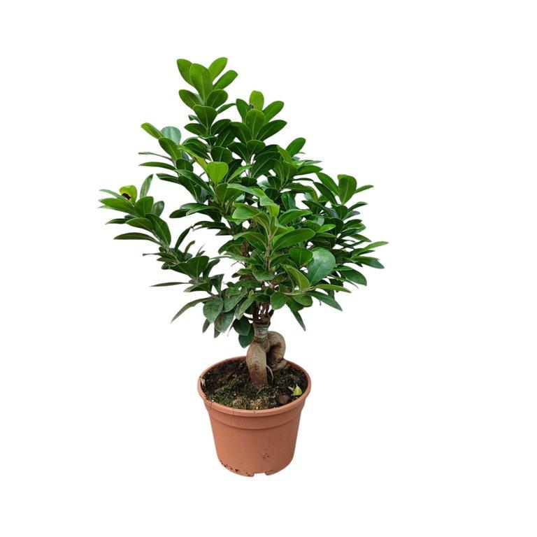 Bonsai Ficus Ginseng 250G P16 cm