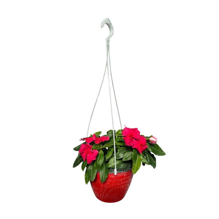 Vinca Basket P18cm