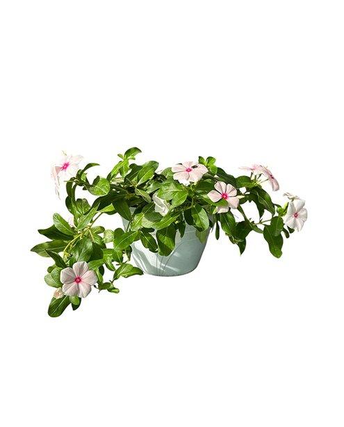 Vinca Basket 18cm