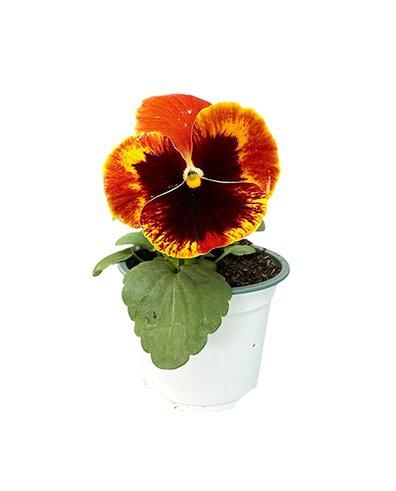 Viola Pansy P9cm
