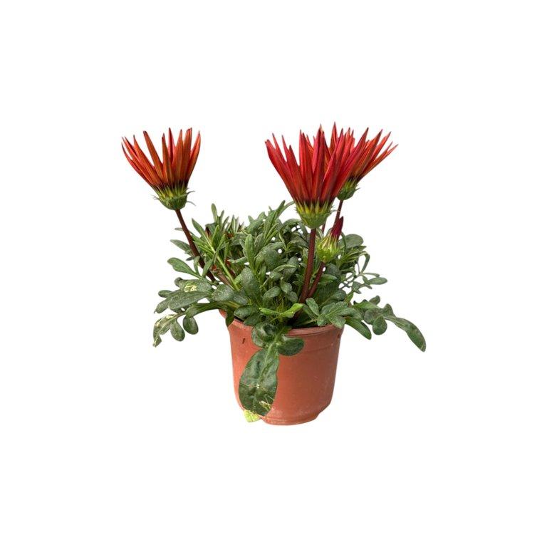 Gazania P12