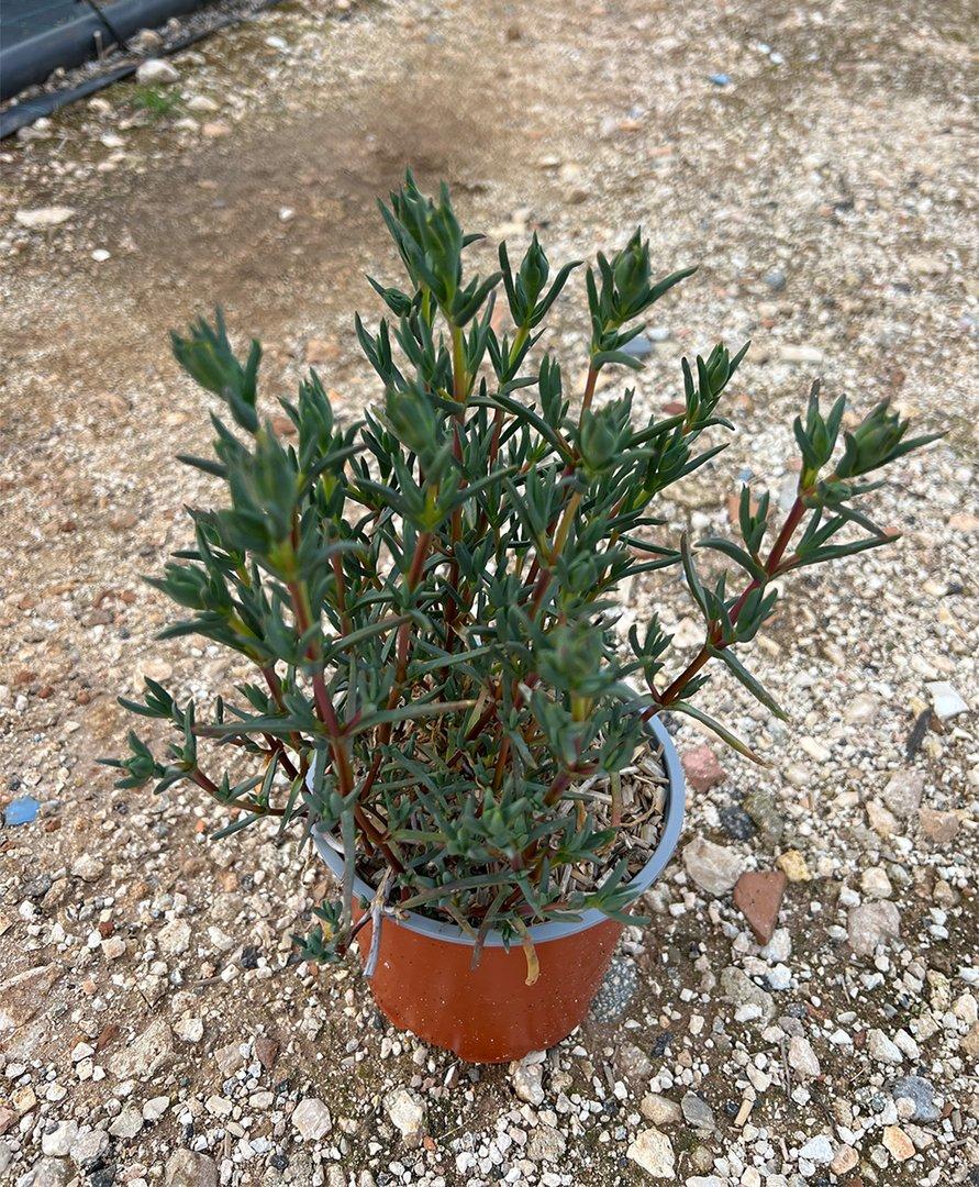 Lampranthus Aureus F. Arancio P15 cm