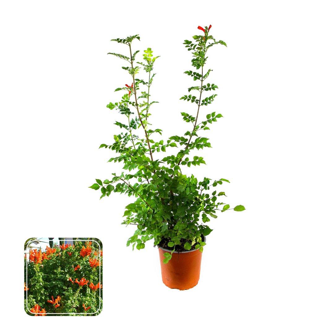 Bignonia Capensis P17 cm