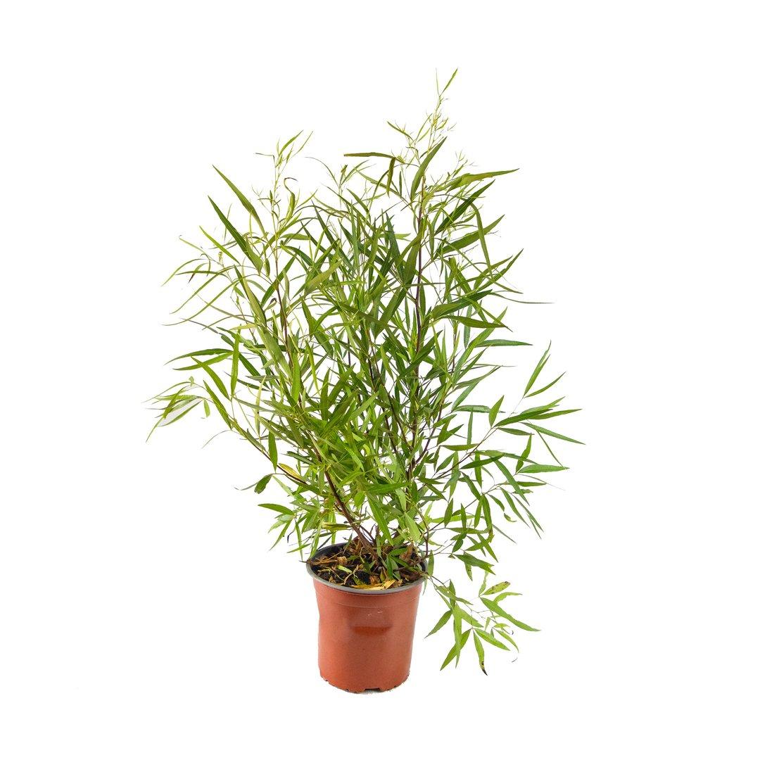 Rhus Viminalis P17 cm