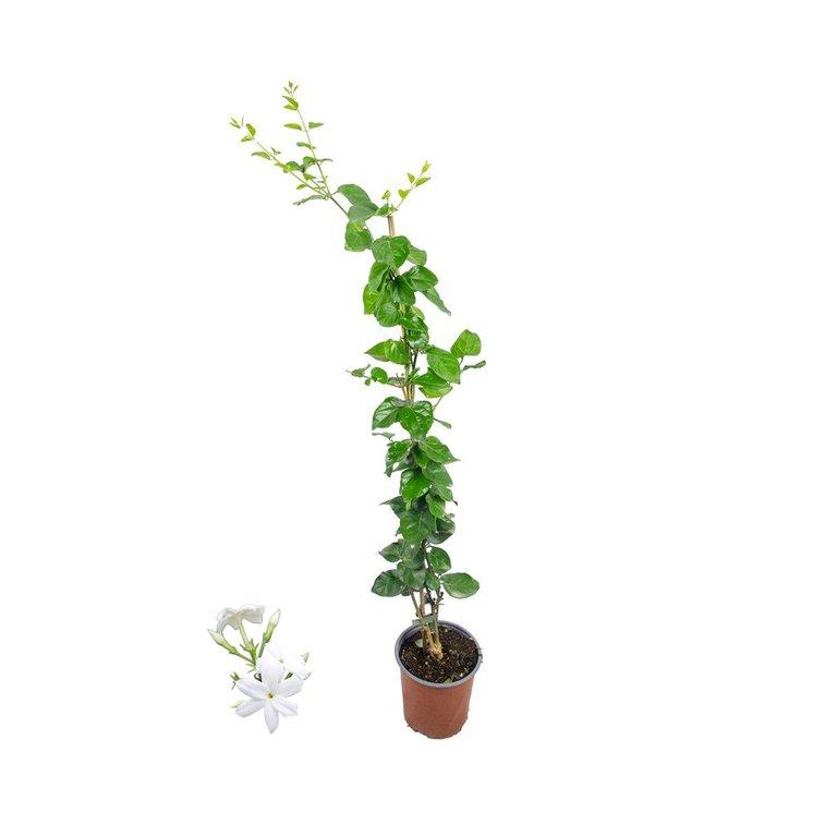 Jasminum Sambac P17cm