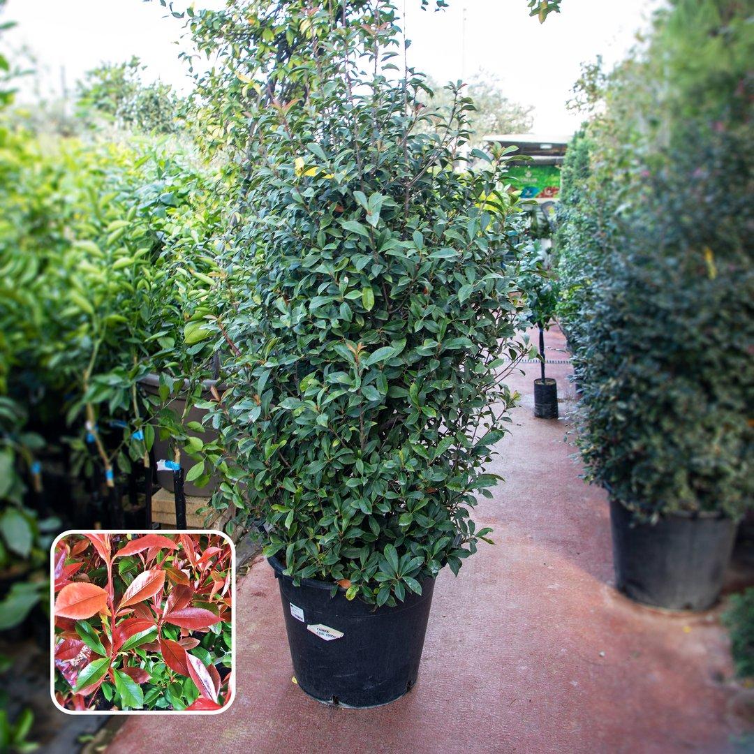 Photinia Compacta P55cm