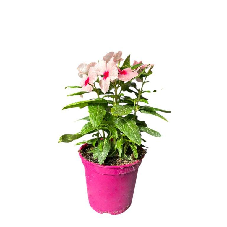 Vinca P14 cm