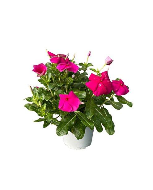 Vinca Pot 14cm