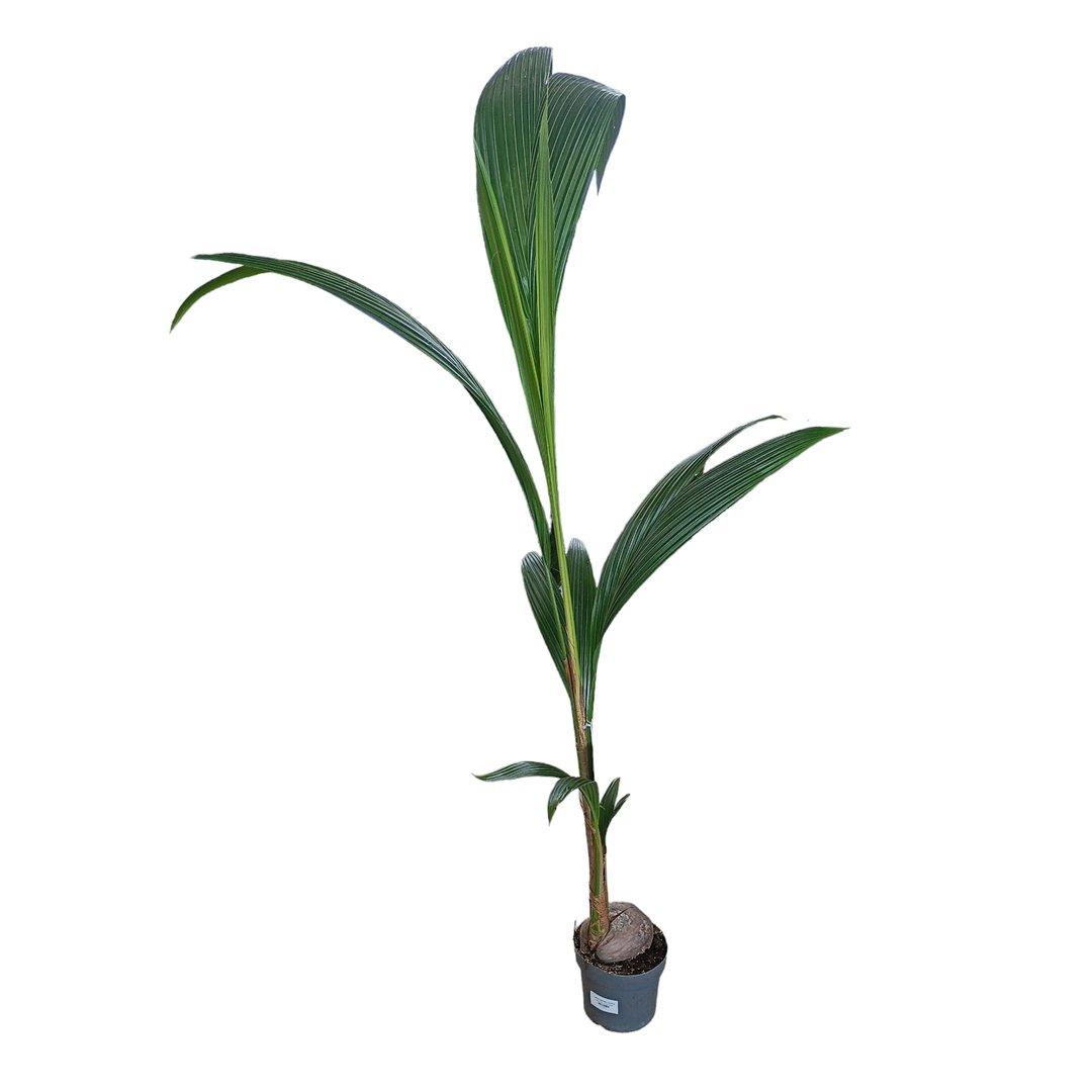 Cocos Nucifera P19 cm