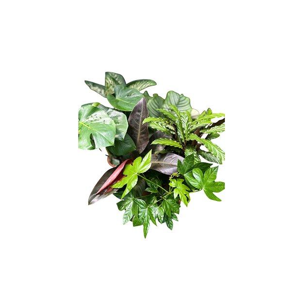 Houseplants Mix Green 6 Srt