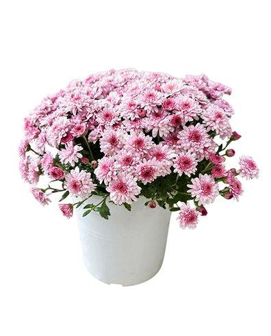 Chrysanthemum Pot 17cm