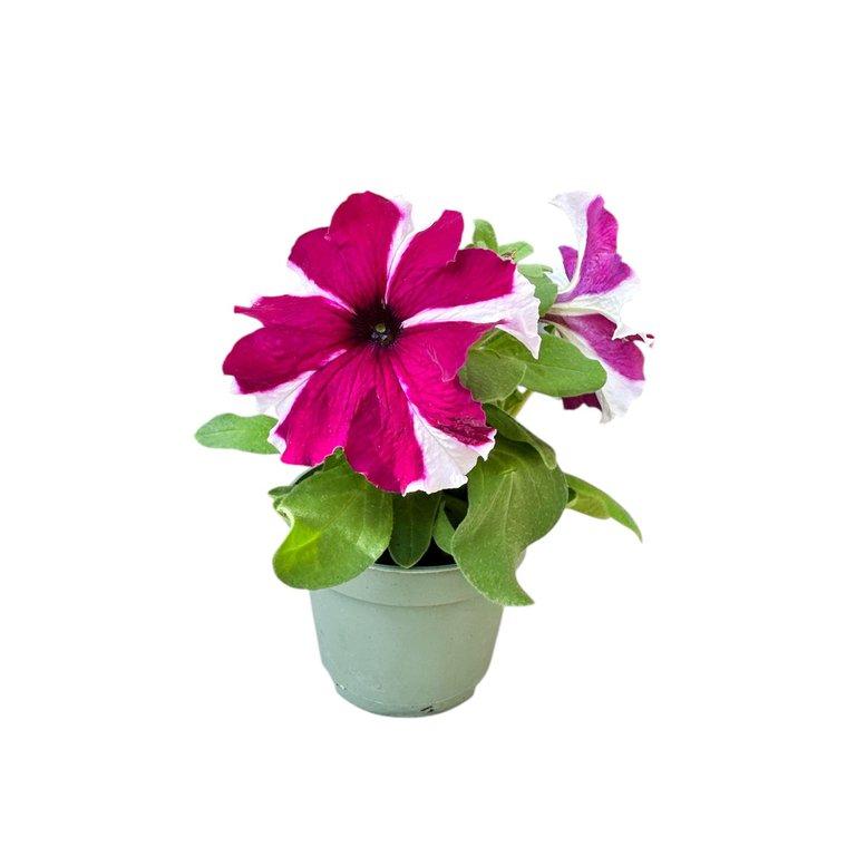 Petunia P9 cm