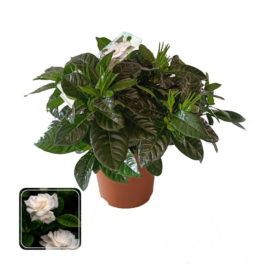 Gardenia Jasminoides P13 cm