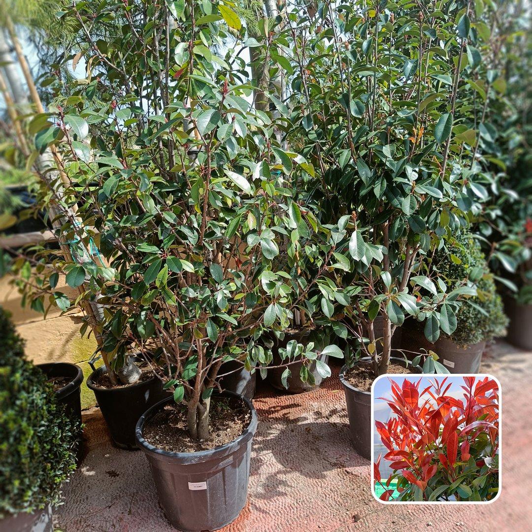 Photinia × Fraseri 'Red Robin' H150/200cm