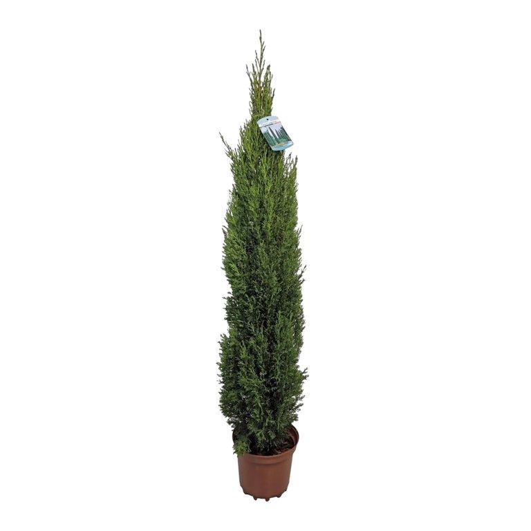 Cupress. sempe. Totem P19 cm H100 cm