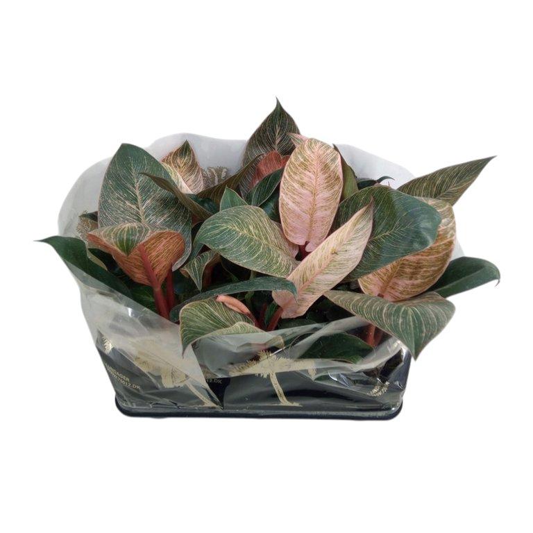 Philodendron P10.5 cm H28 cm