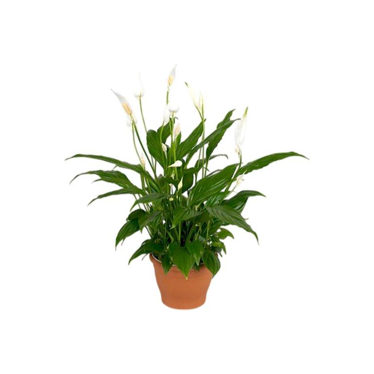 Spathiphyllum Bellini P13 cm H40 cm