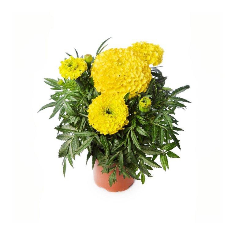 Tagete Erecta P12cm