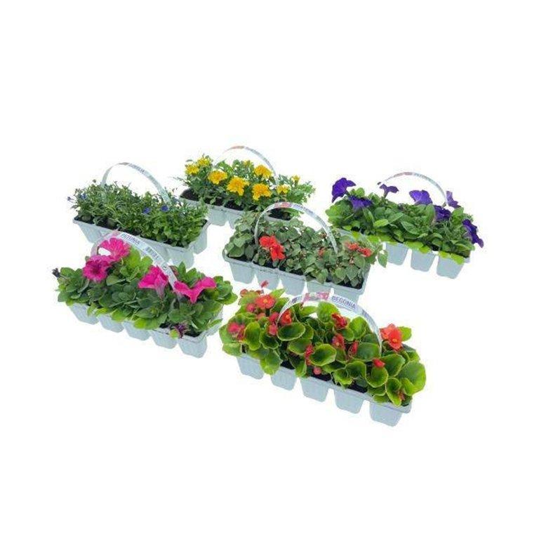 Mix Flower Seedlings Minipack