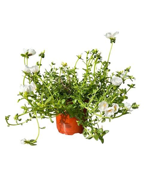 Portulaca 17cm