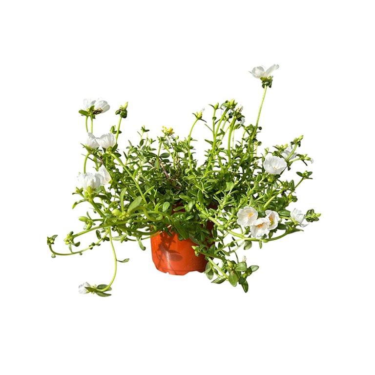 Portulaca P17cm