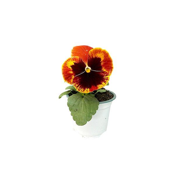 Viola Pansy Pot 9cm