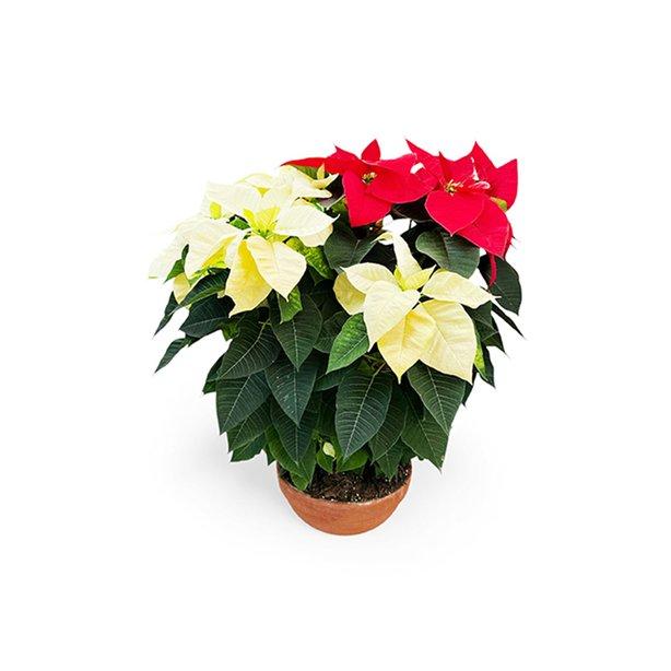 Poinsettias